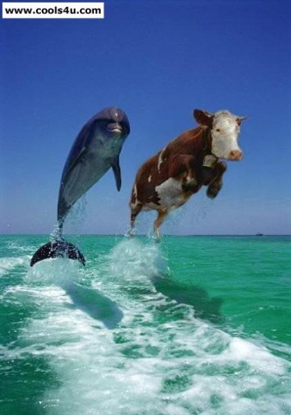 hada dinfile oba9ra katesap9o